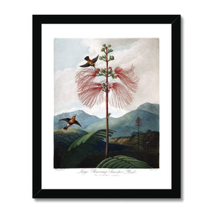 Calliandra Houstoniana Framed Print