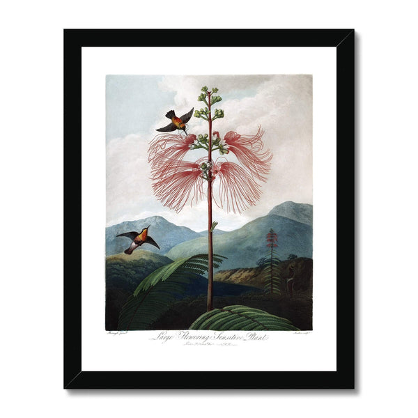 Calliandra Houstoniana Framed Print