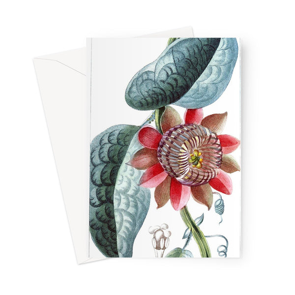 Giant Granadilla Greeting Card