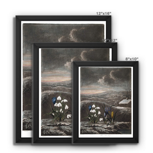 Snowdrops Framed Canvas