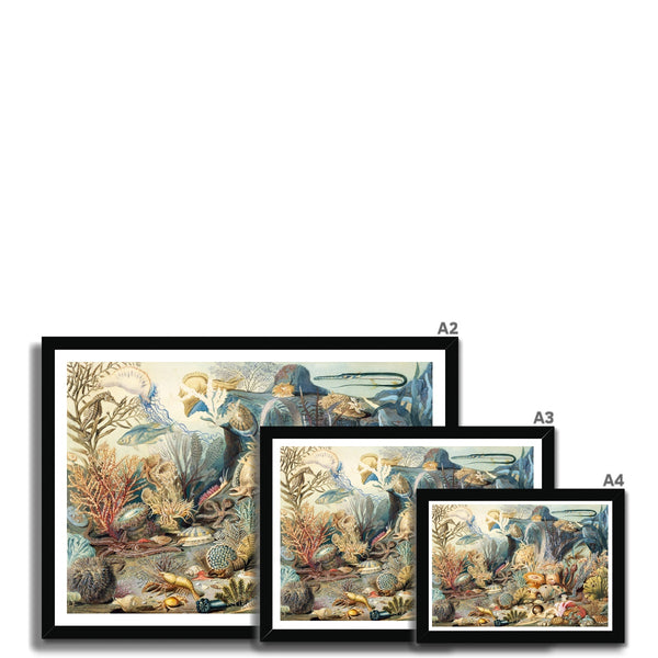 Ocean Life Framed Print