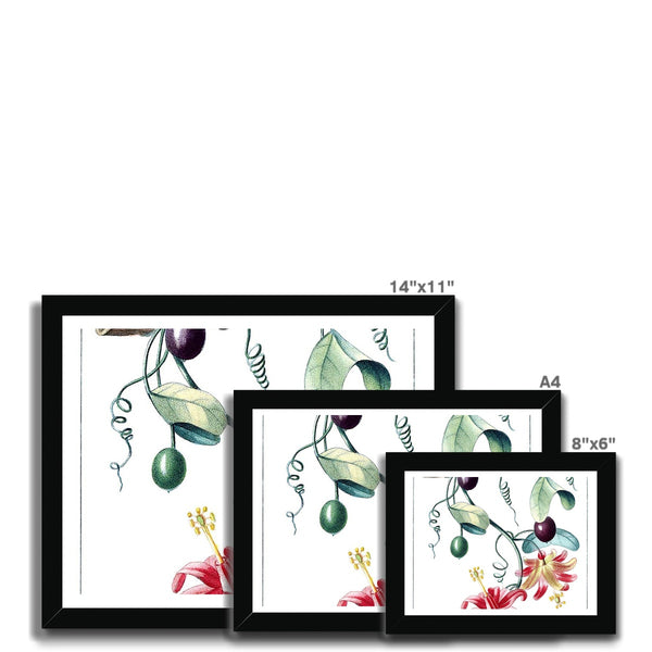 Passionvine Framed Print