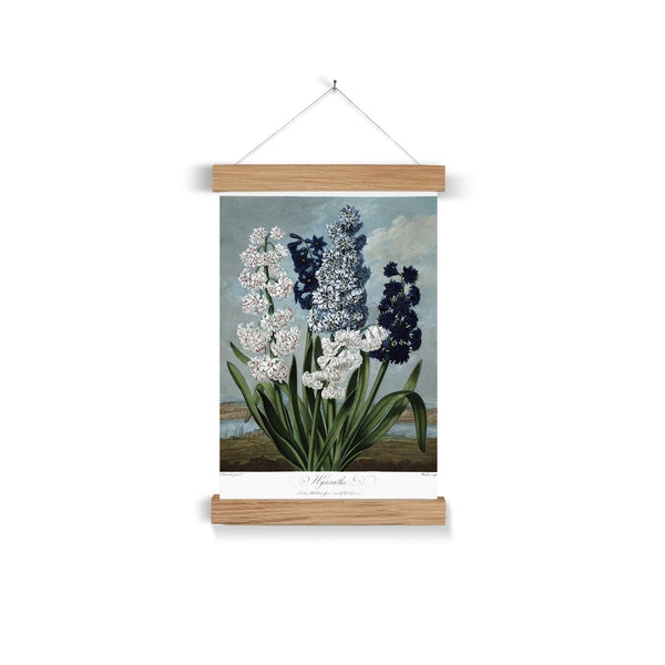 Hyacinths Fine Art Print with Hanger