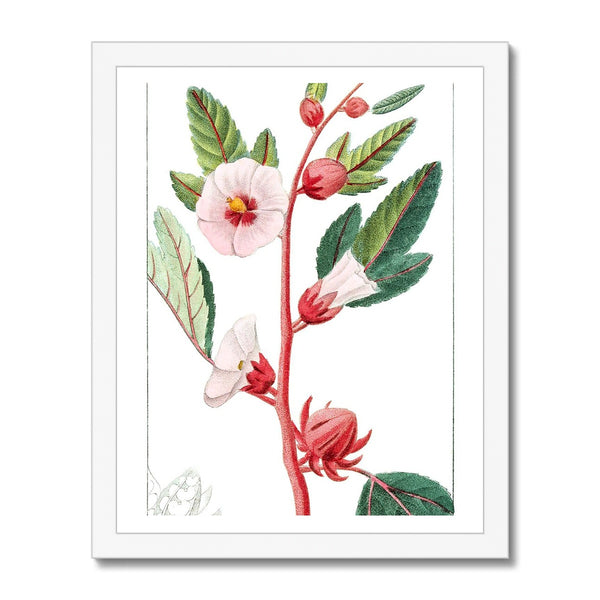 Roselle Framed Print