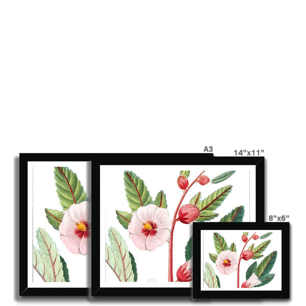 Roselle Framed Print