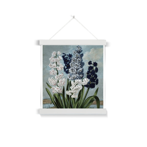 Hyacinths Fine Art Print with Hanger