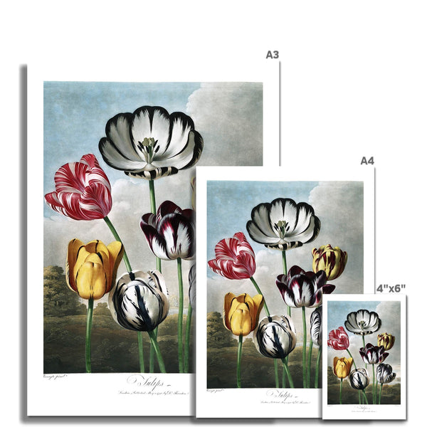 Tulips Fine Art Print