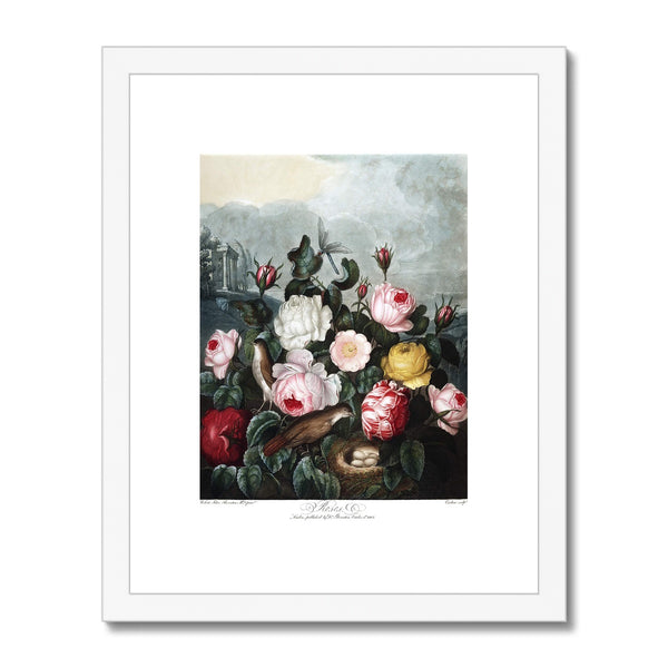 Roses Framed & Mounted Print