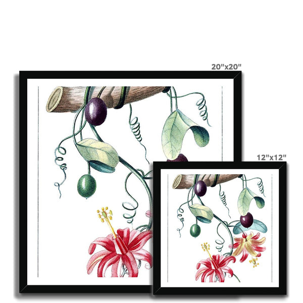 Passionvine Framed Print