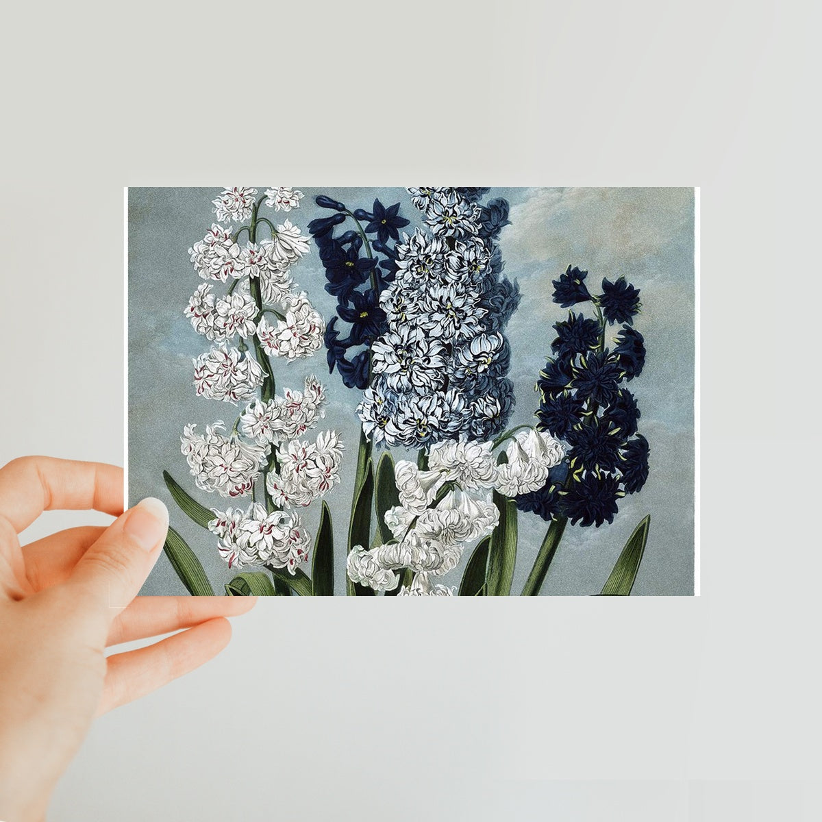 Hyacinths Classic Postcard