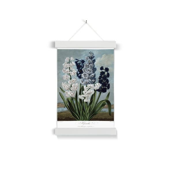 Hyacinths Fine Art Print with Hanger