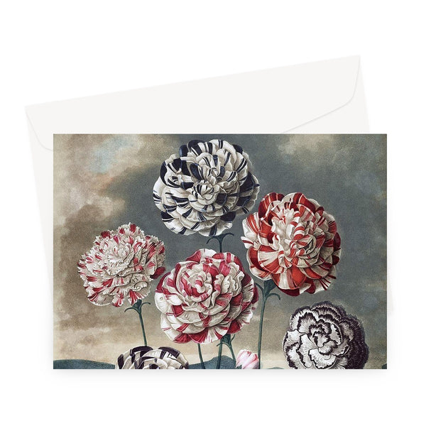 Carnations Greeting Card