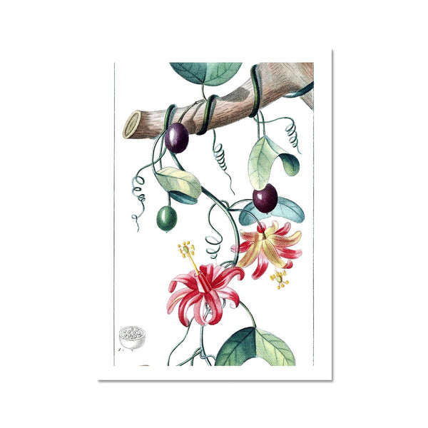 Passionvine Fine Art Print