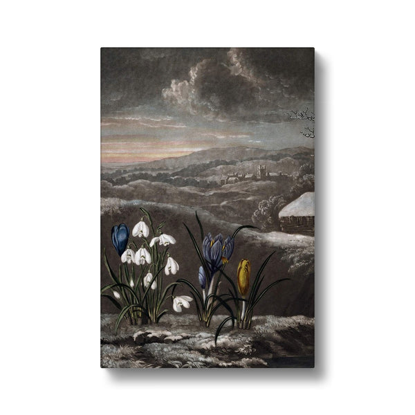 Snowdrops Canvas