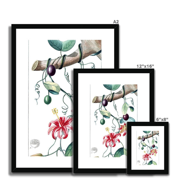 Passionvine Framed & Mounted Print