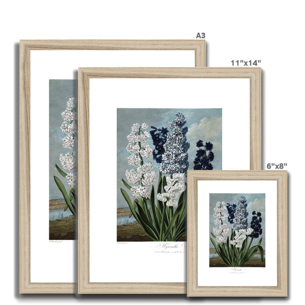 Hyacinths Framed & Mounted Print