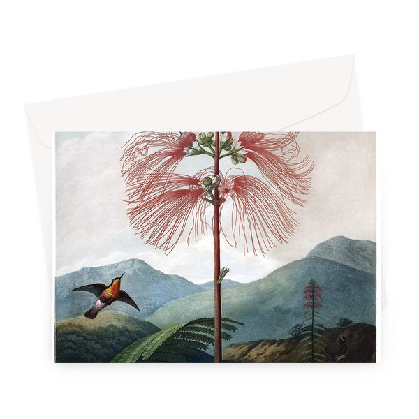 Calliandra Houstoniana Greeting Card