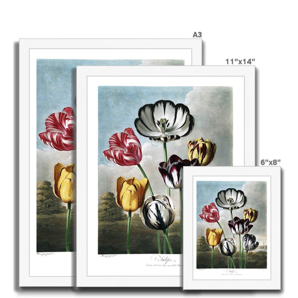 Tulips Framed Print