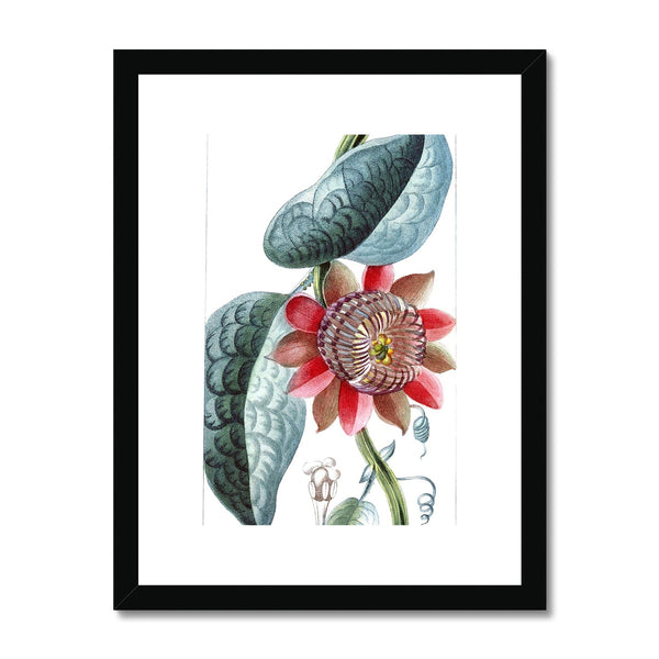 Giant Granadilla Framed & Mounted Print