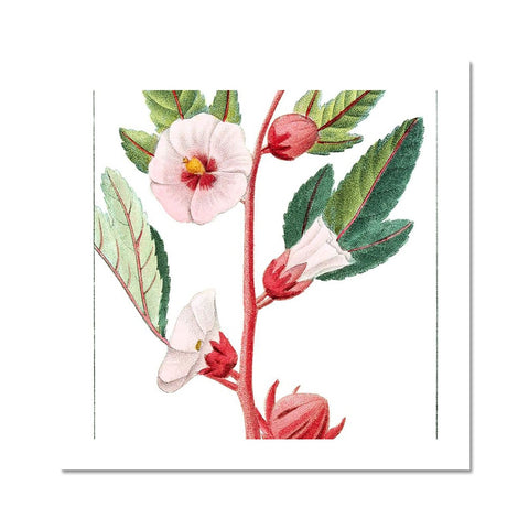 Roselle Fine Art Print