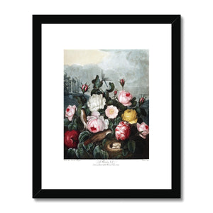 Roses Framed & Mounted Print