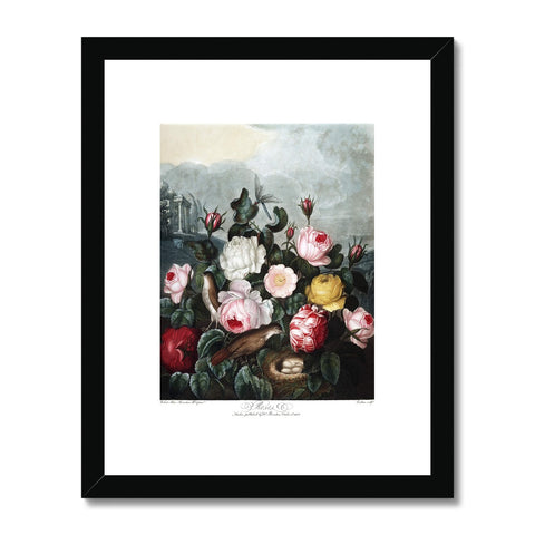 Roses Framed & Mounted Print