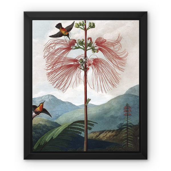 Calliandra Houstoniana Framed Canvas