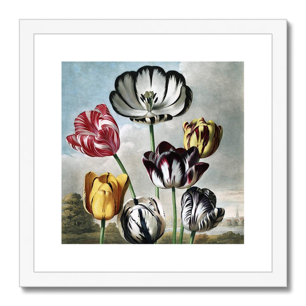 Tulips Framed & Mounted Print