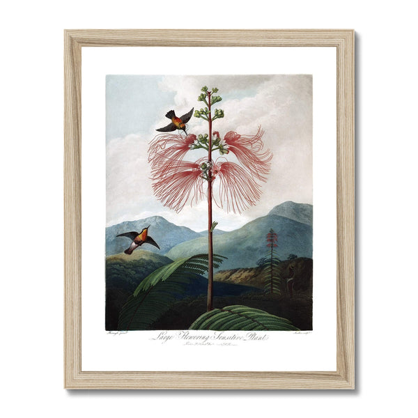 Calliandra Houstoniana Framed Print