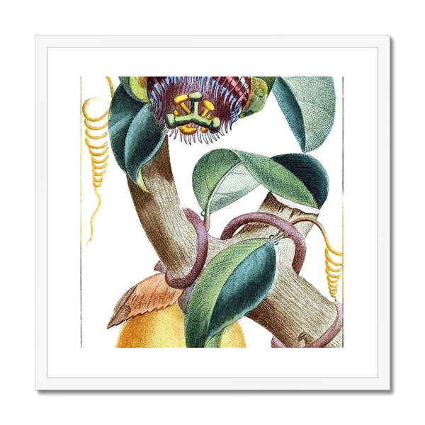 Lemons Framed Print