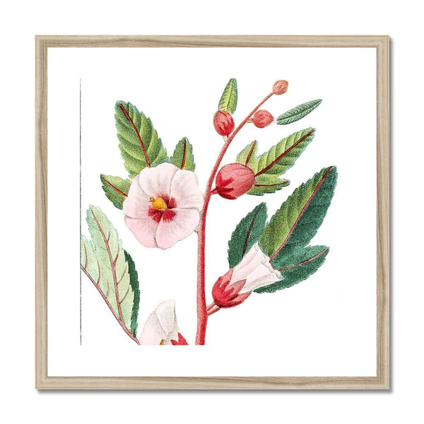 Roselle Framed & Mounted Print