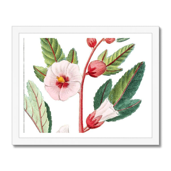 Roselle Framed Print