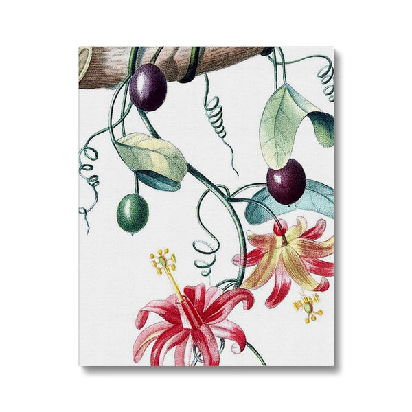 Passionvine Canvas