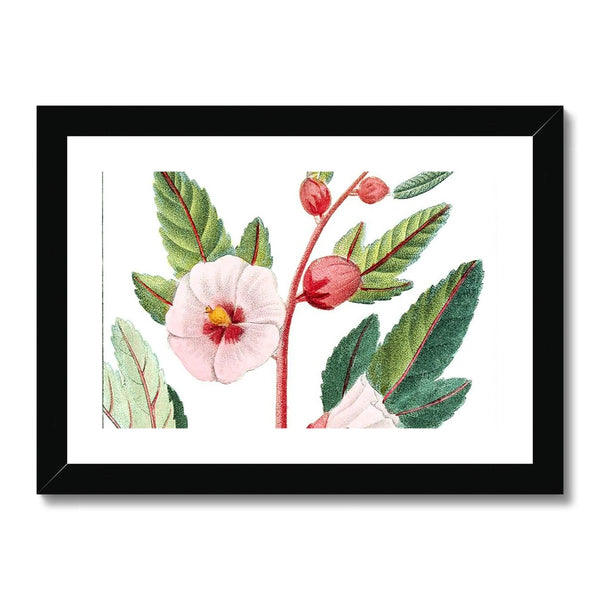 Roselle Framed & Mounted Print