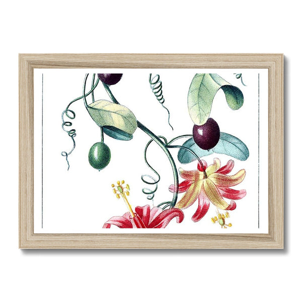 Passionvine Framed Print