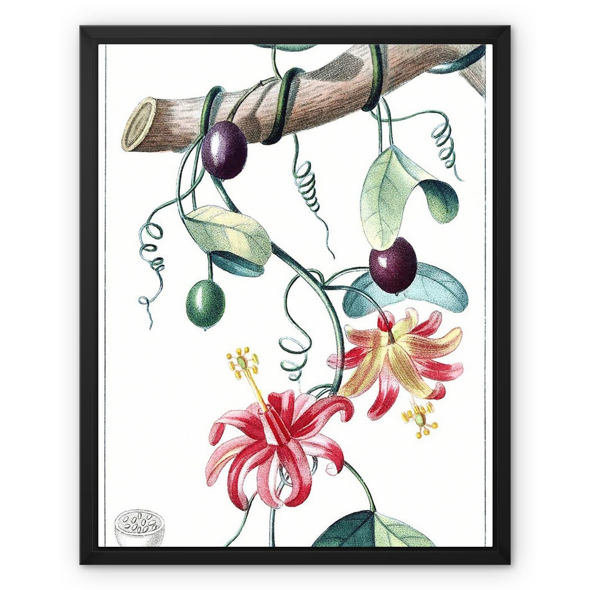 Passionvine Framed Canvas