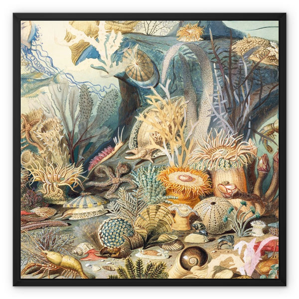 Ocean Life Framed Canvas