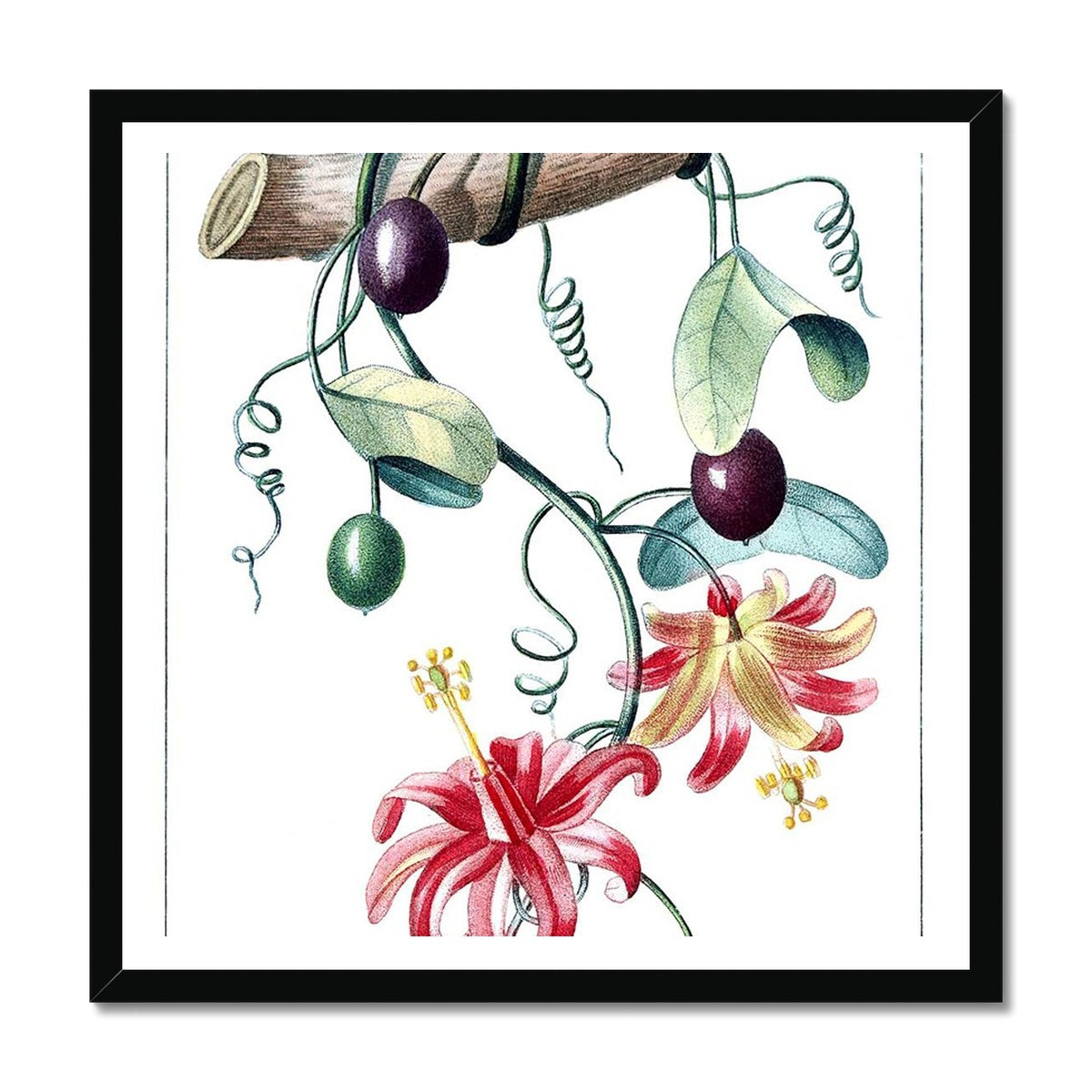 Passionvine Framed Print