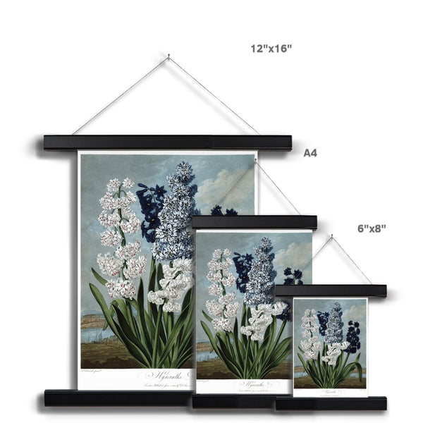 Hyacinths Fine Art Print with Hanger