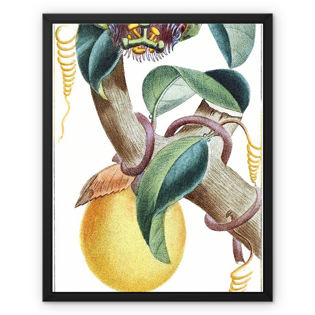 Lemons Framed Canvas