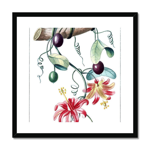 Passionvine Framed & Mounted Print