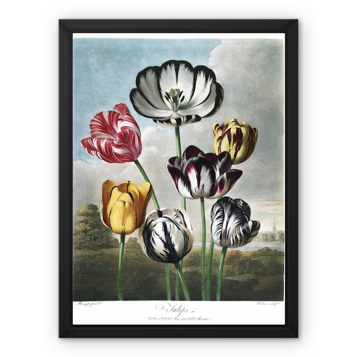 Tulips Framed Canvas