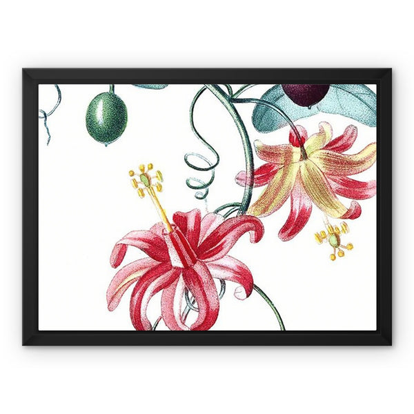 Passionvine Framed Canvas