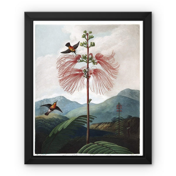 Calliandra Houstoniana Framed Canvas