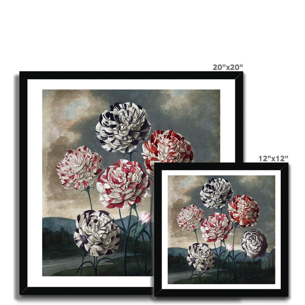 Carnations Framed Print