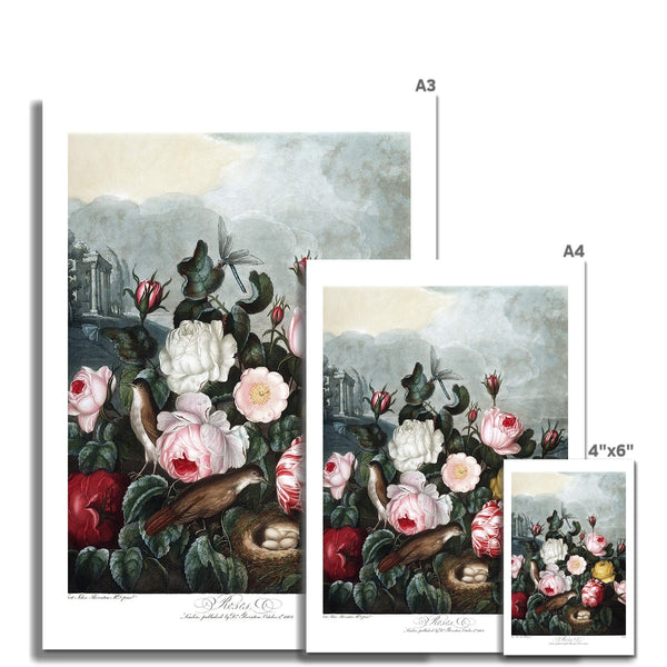 Roses Fine Art Print