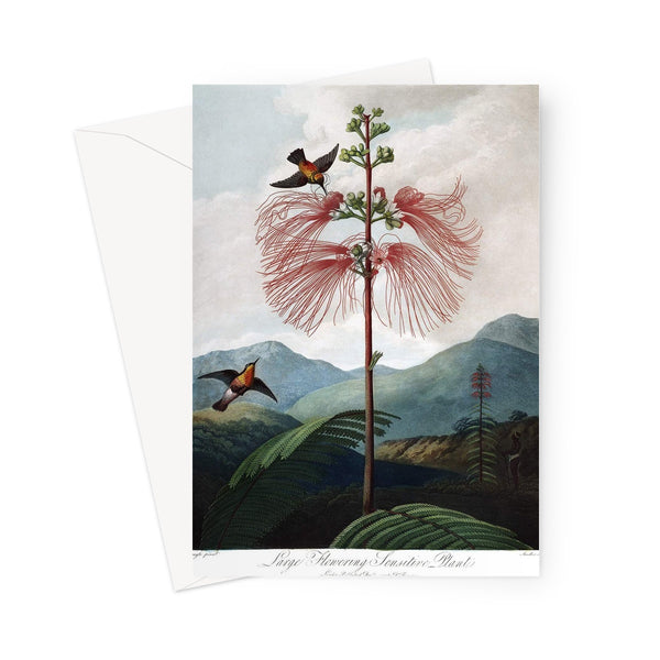 Calliandra Houstoniana Greeting Card