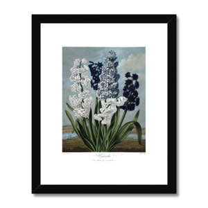 Hyacinths Framed & Mounted Print