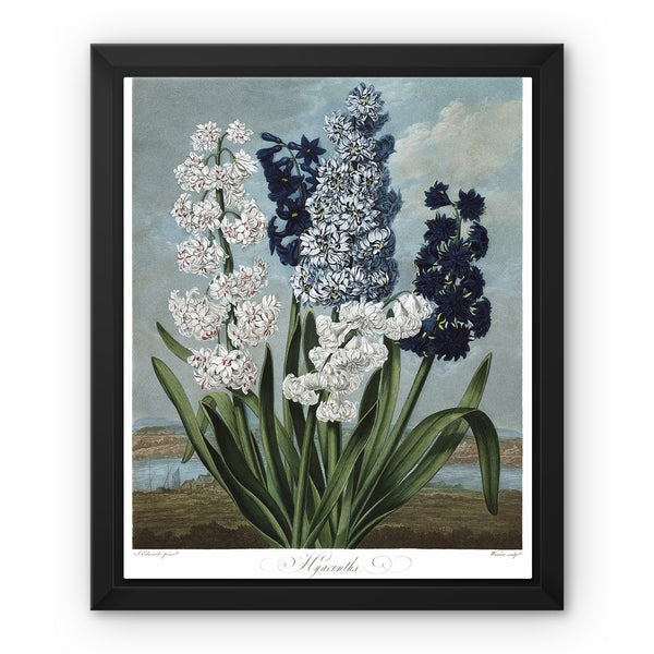 Hyacinths Framed Canvas