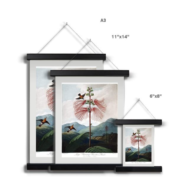 Calliandra Houstoniana Fine Art Print with Hanger